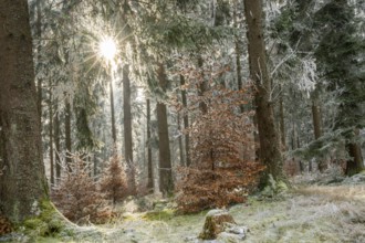 Mixed forest with norway spruce (Picea abies) and European beech (Fagus sylvatica) white from