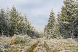 Walking trail going through a mixed forest white from roarfrost on a sunny day in winter, Bavaria,