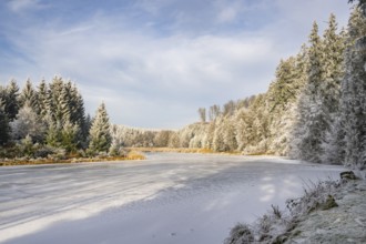 A frozen pont in a valley surrounded by a mixed forest with norway spruce (Picea abies) and