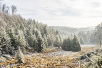 Valley surrounded by a mixed forest with young norway spruce (Picea abies) trees covered white from