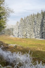 Meadow in a valley surrounded by a mixed forest with norway spruce (Picea abies) and European beech