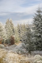 Walking trail going through a mixed forest white from roarfrost on a sunny day in winter, Bavaria,