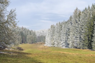 Meadow in a valley surrounded by a mixed forest with norway spruce (Picea abies) and European beech