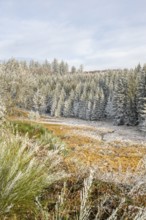 Valley with a small stream surrounded by a mixed forest with young norway spruce (Picea abies)