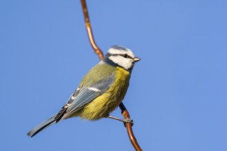 Eurasian blue tit (Cyanistes caeruleus) sitting on a branch, Bavaria, Germany
