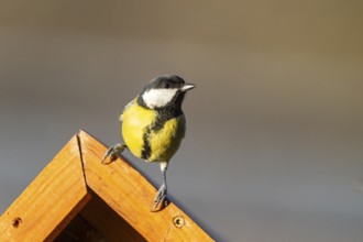 Great tit (Parus major) sitting on a fence, Bavaria, Germany