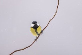 Great tit (Parus major) sitting on a branch, Bavaria, Germany