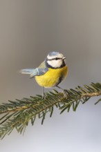 Eurasian blue tit (Cyanistes caeruleus) sitting on a branch, Bavaria, Germany