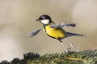 Great tit (Parus major) flying from a branch, Bavaria, Germany
