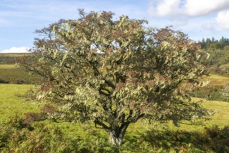 Lichen growing on hawthorn tree, near Hayford, Buckfastleigh, Dartmoor national park, Devon,