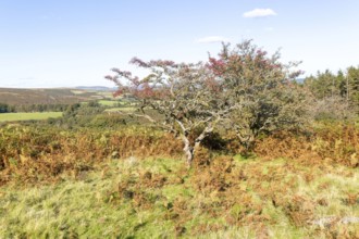Autumnal colours of autumn vegetation on moorland, near Hayford, Buckfastleigh, Dartmoor national