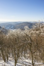 European beech (Fagus sylvatica) trees in a forest with hoarfrost on the branches in winter, Vápec,