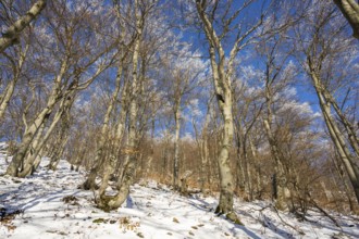 European beech (Fagus sylvatica) trees in a forest with hoarfrost on the branches in winter, Vápec,