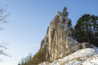 Scots pine (Pinus sylvestris) trees growing on a huge rock in winter, Vápec, Horná Poruba, Slovakia