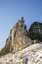 Scots pine (Pinus sylvestris) trees growing on a huge rock in winter, Vápec, Horná Poruba, Slovakia