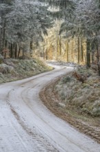 Forest road going through a mixed forest white from roarfrost on a sunny day in winter, Bavaria,