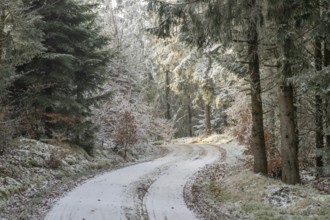 Forest road going through a mixed forest white from roarfrost on a sunny day in winter, Bavaria,