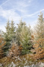 Mixed forest with norway spruce (Picea abies) and European beech (Fagus sylvatica) white from