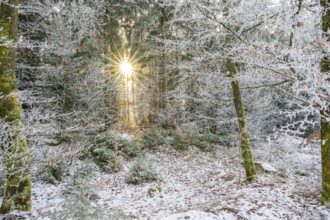 Mixed forest with norway spruce (Picea abies) and European beech (Fagus sylvatica) white from