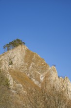 Scots pine (Pinus sylvestris) trees growing on a huge rock in winter, Vápec, Horná Poruba, Slovakia