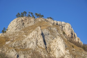Scots pine (Pinus sylvestris) trees growing on a huge rock in winter, Vápec, Horná Poruba, Slovakia