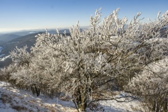 European beech (Fagus sylvatica) trees in a forest with hoarfrost on the branches in winter, Vápec,