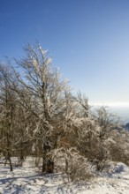 European beech (Fagus sylvatica) trees in a forest with hoarfrost on the branches in winter, Vápec,