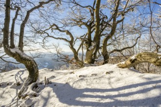 European beech (Fagus sylvatica) trees in a forest with hoarfrost on the branches in winter, Vápec,