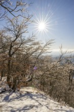 European beech (Fagus sylvatica) trees in a forest with hoarfrost on the branches in winter, Vápec,