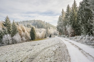 Forest road going through a beautiful landscape with forest, meadows and bushes, white from