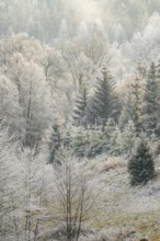 Meadow in a valley surrounded by a mixed forest with norway spruce (Picea abies) and European beech