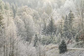 Meadow in a valley surrounded by a mixed forest with norway spruce (Picea abies) and European beech