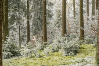 Mixed forest with norway spruce (Picea abies) and European beech (Fagus sylvatica) white from