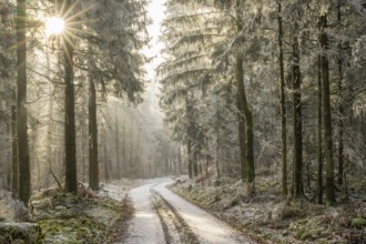 Forest road going through a mixed forest white from roarfrost on a sunny day in winter, Bavaria,