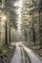 Forest road going through a mixed forest white from roarfrost on a sunny day in winter, Bavaria,
