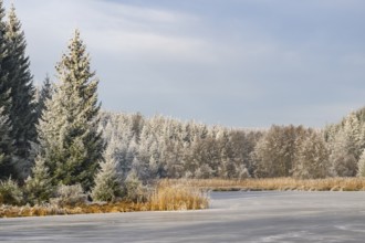A frozen pont in a valley surrounded by a mixed forest with norway spruce (Picea abies) and