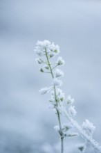 Ice crystals from roarfrost on plant in winter, Bavaria, Germany