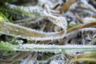 Ice crystals from roarfrost on grass blades in winter, Bavaria, Germany