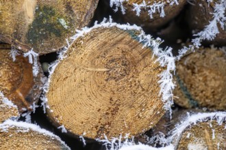 Ice crystals from roarfrost on cutten tree trunks at sunshine in winter, Bavaria, Germany
