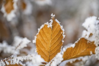 Ice crystals from roarfrost on a common beech (Fagus sylvatica) leaf at sunshine in winter,