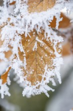 Ice crystals from roarfrost on a common beech (Fagus sylvatica) leaf at sunshine in winter,