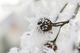 Ice crystals from roarfrost on a common beech (Fagus sylvatica) seed at sunshine in winter,