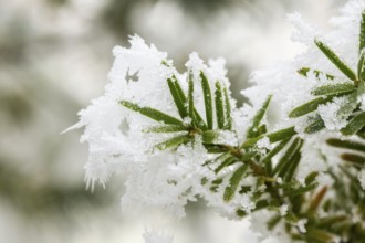 Ice crystals from roarfrost on common yew (Taxus baccata) needles at sunshine in winter, Bavaria,