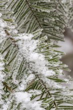 Ice crystals from roarfrost on European silver fir (Abies alba) needles at sunshine in winter,