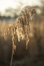 Common reed (Phragmites australis) seeds against the sunlight in winter, Bavaria, Germany