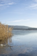 Common reed (Phragmites australis) growing in a lake on a sunny day in winter, Bavaria, Germany