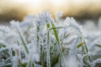 Ice crystals from roarfrost on grass blades in winter, Bavaria, Germany