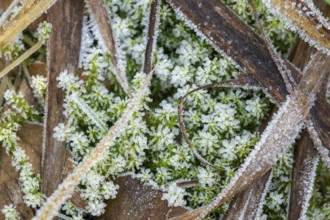 Ice crystals from roarfrost on moss leafes and grass on the ground in winter, Bavaria, Germany