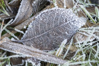 Ice crystals from roarfrost on a goat willow (Salix caprea) leaf lying on the ground in winter,