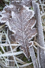 Ice crystals from roarfrost on a pedunculate oak (Quercus robur) leaf lying on the ground in
